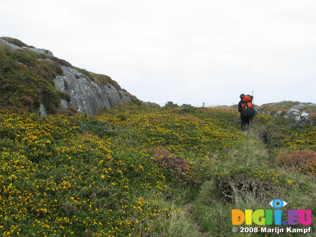 23933 Wouko hiking through yellow flower bushes